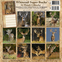 Whitetail deer pictures