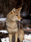 Predator Pictures