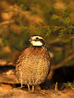 Wildlife Pictures