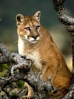 Wildlife Pictures