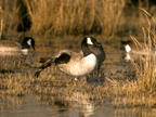Wildlife Pictures
