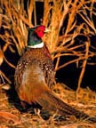 Upland Gamebird Pictures