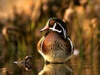 Waterfowl Pictures