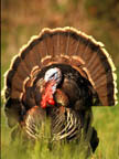 Turkey Picture